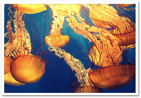 Exemple d'image motif de méduses